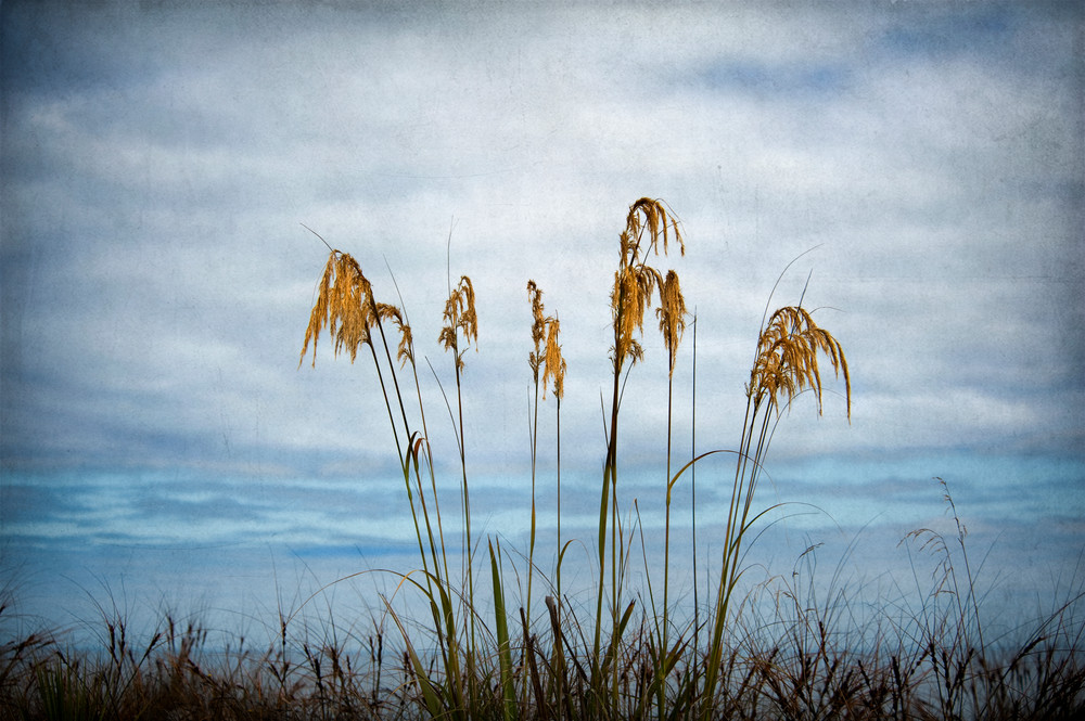 Grasses   New Zealand Photography Art | Dona Tracy - Photographic Illustration 