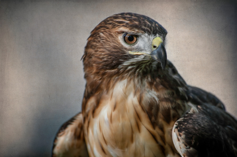 Beauty A Red Tailed Hawk Photography Art | Dona Tracy - Photographic Illustration 