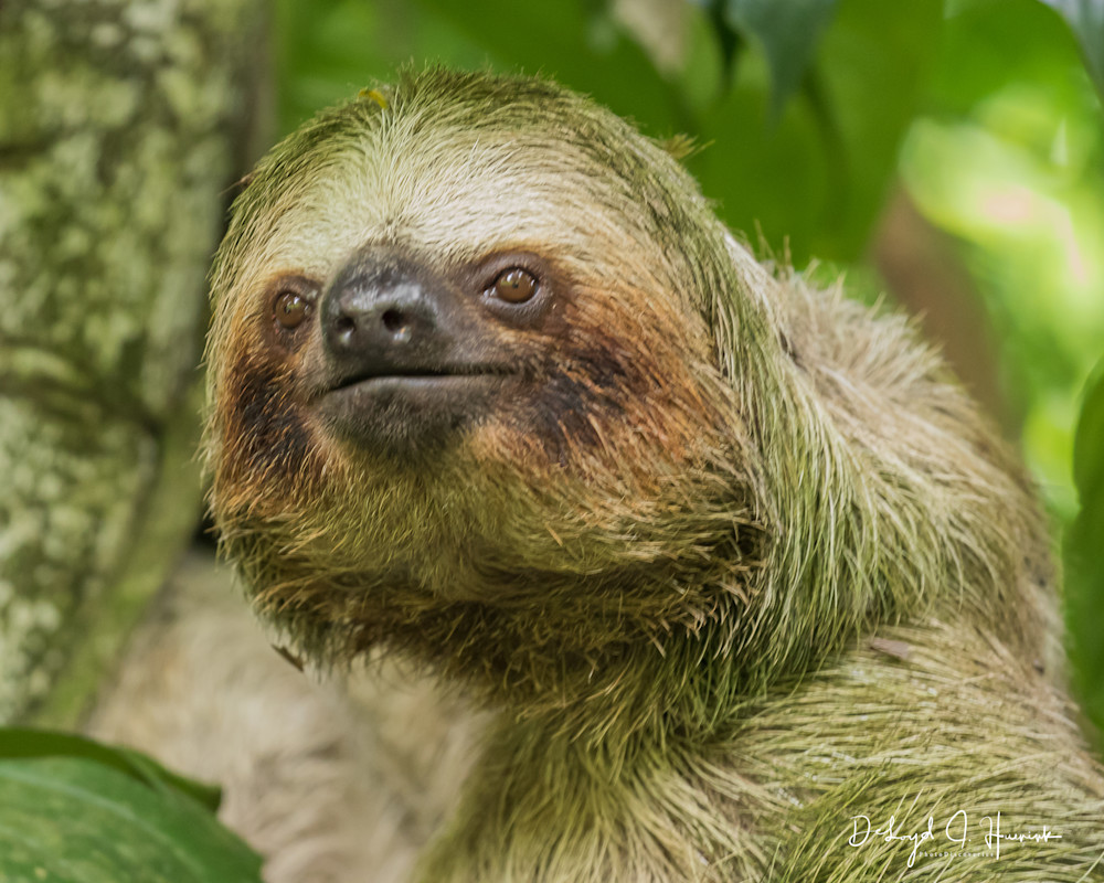 Sloth, Costa Rica, Bogardin, Photography
