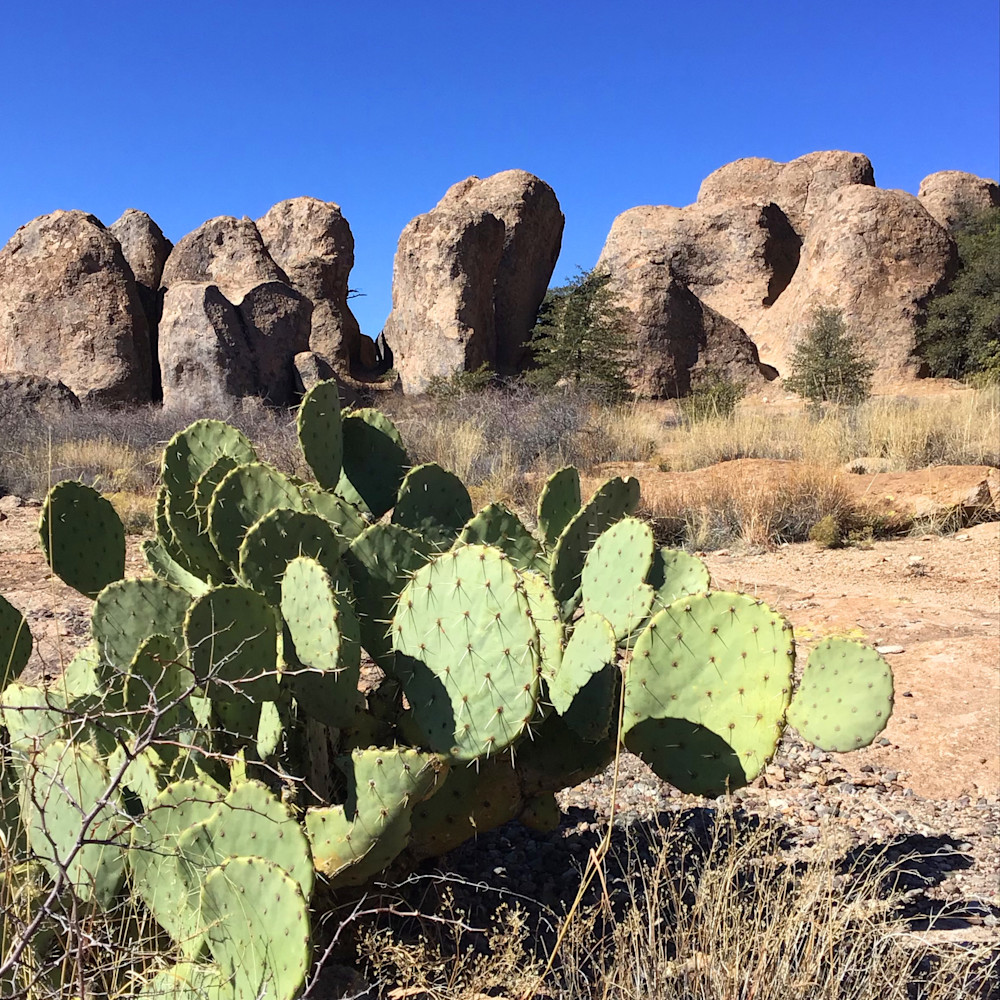 City of Rocks Cactus photograph by Paula Manning-Lewis