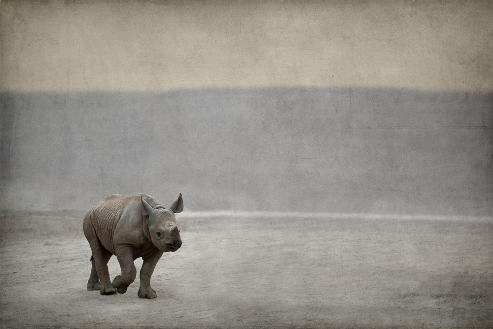 Baby Rhino  Photography Art | Dona Tracy - Photographic Illustration 