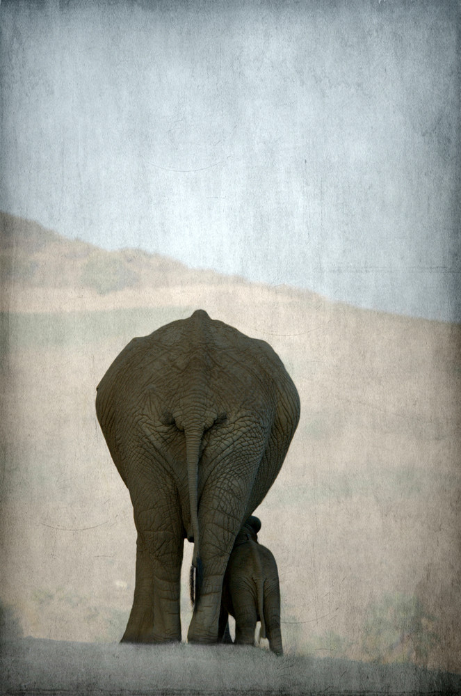 Elephant Mother And Child Photography Art | Dona Tracy - Photographic Illustration 