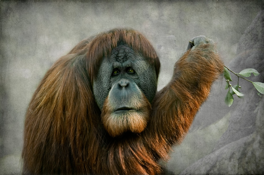 Orangutan  Photography Art | Dona Tracy - Photographic Illustration 