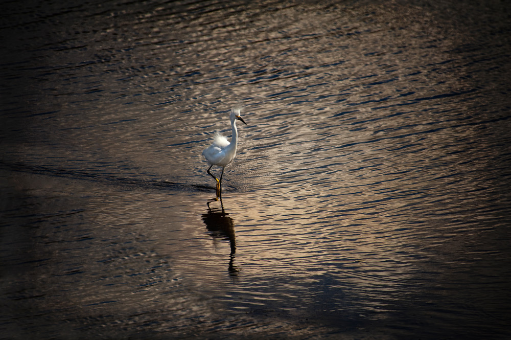 Egret Ii Photography Art | Dona Tracy - Photographic Illustration 