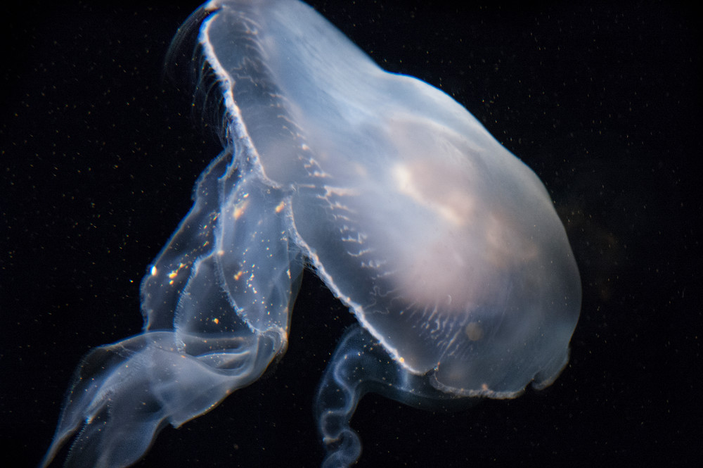 Jellyfish  Photography Art | Dona Tracy - Photographic Illustration 