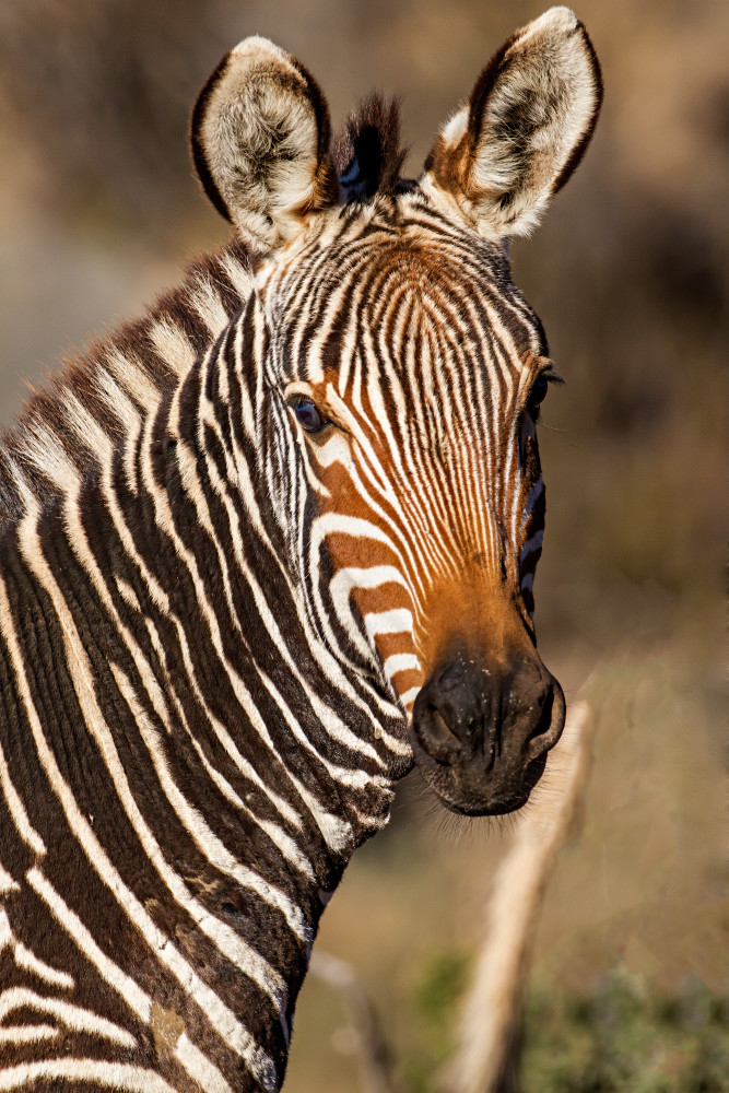 The distinct orange muzzle of the Mountain Zebra