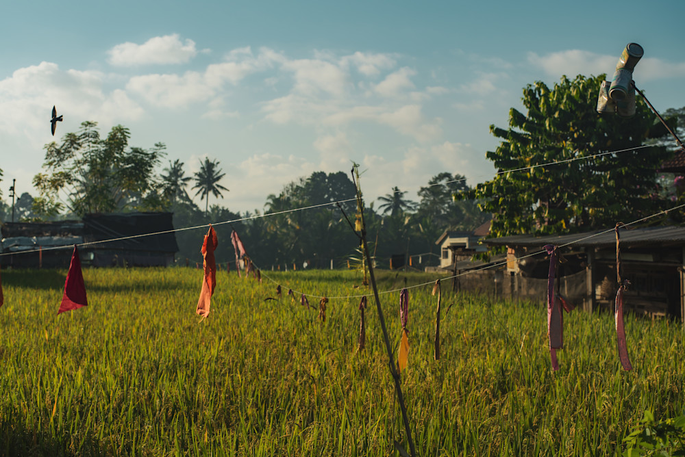 Rice Paddy #2, Ubud, Bali Photography Art | Photography's Dead
