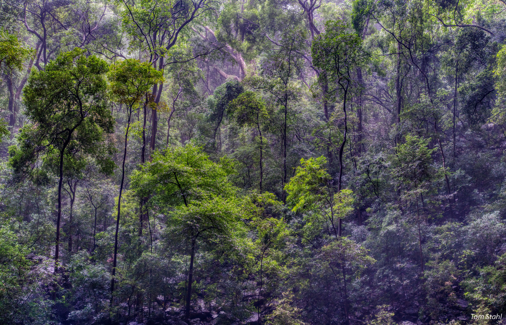 Rainforest, Ankarana National Park