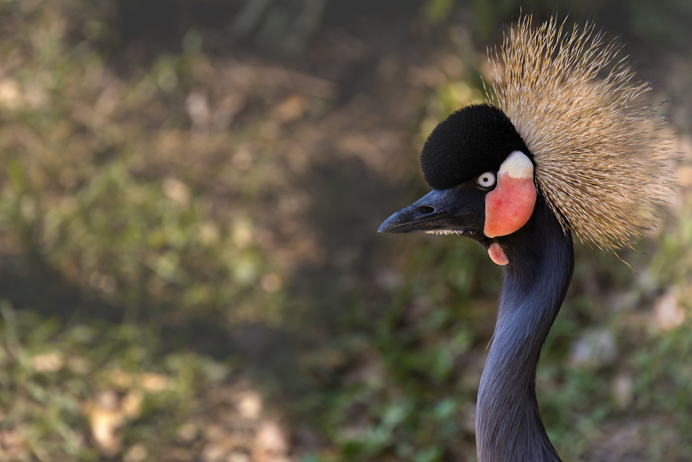 Audubon Zoo West African Crowned Crane | Eugene L Brill