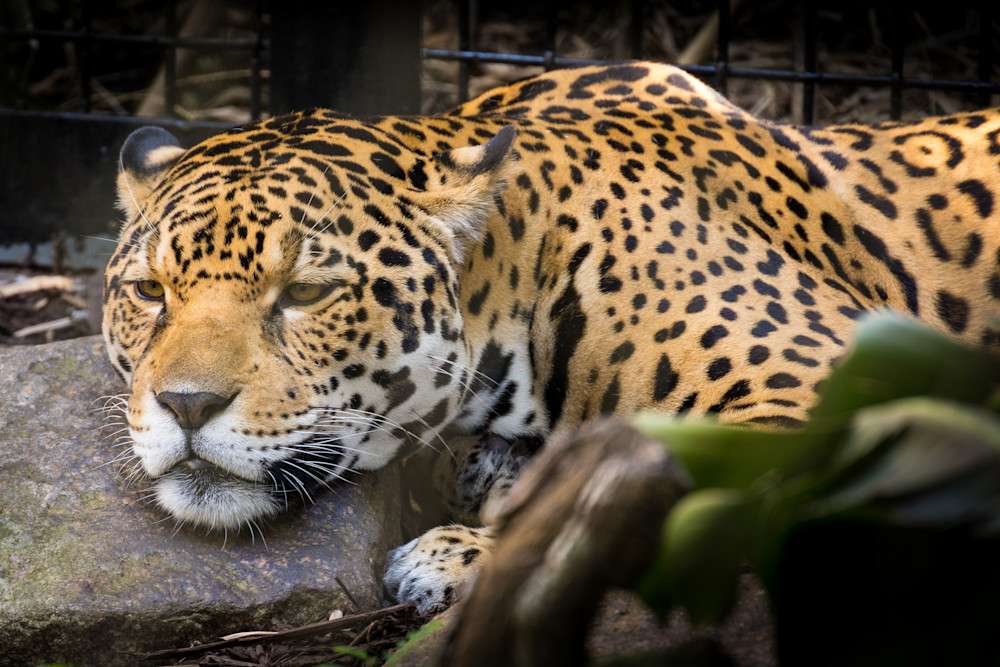 Audubon zoo Jaguar relaxing in New Orleans | Eugene L Brill
 
