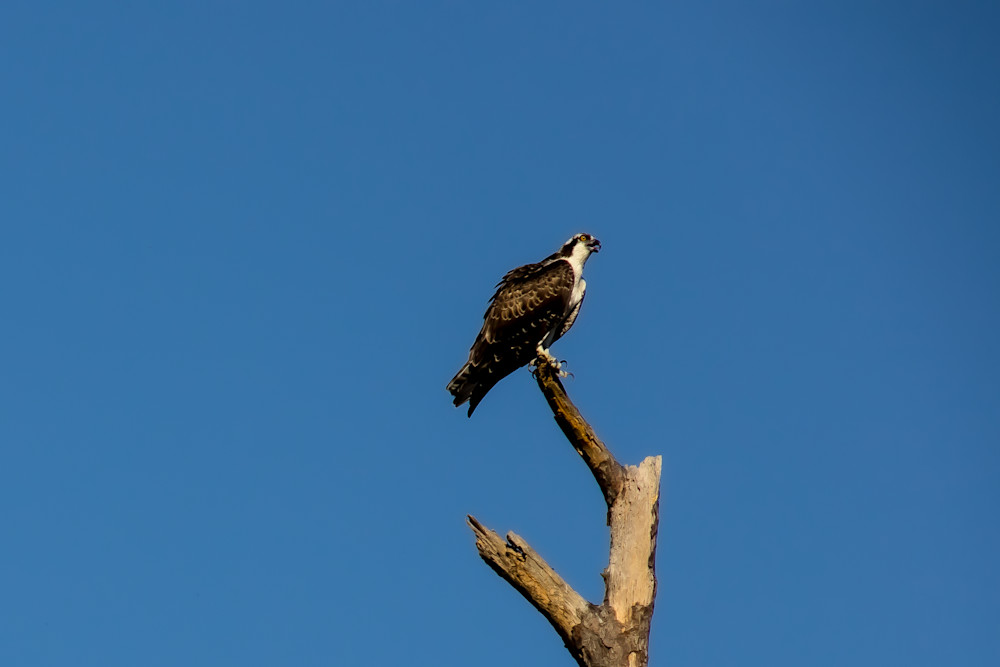 Fontainebleau State Park Osprey | Eugene L Brill