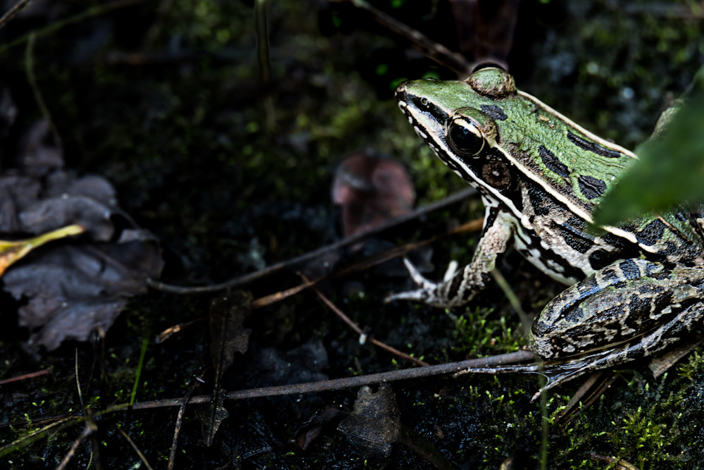 Fontainebleau State Park Southern Leopard Frog | Eugene L Brill