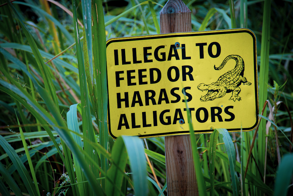 Fontainebleau State Park Warning: Alligators | Eugene L Brill