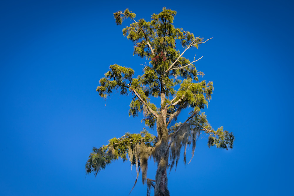 Fontainebleau State Park Bald Cypress | Eugene L Brill