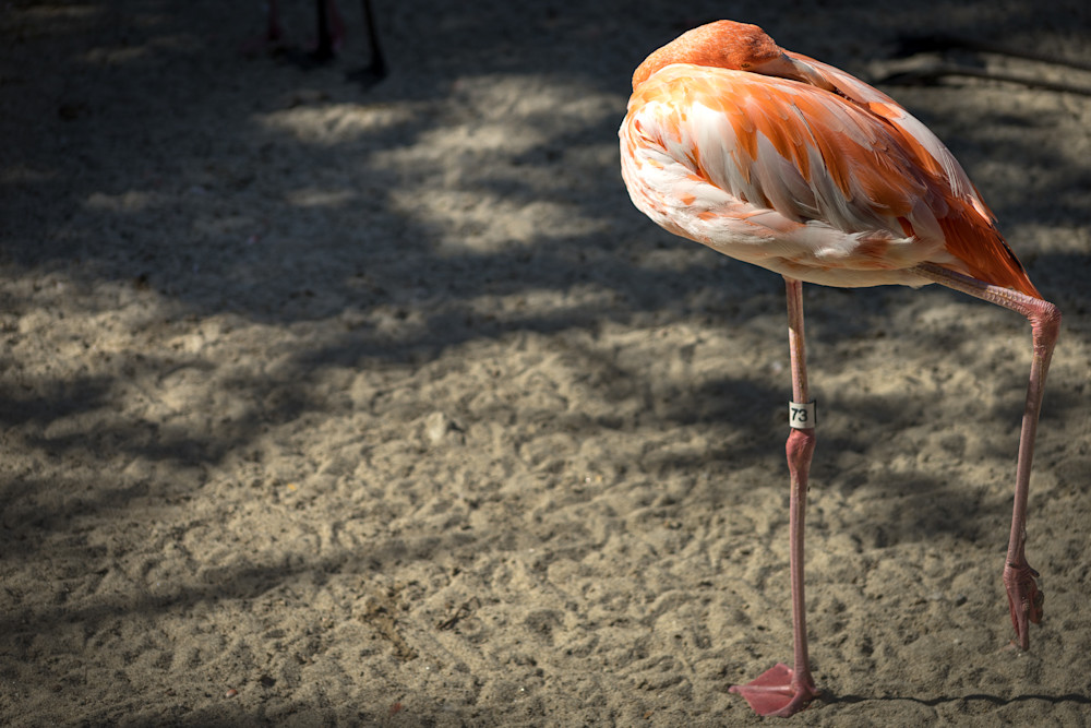 San Diego Zoo American Pink Flamingo | Eugene L Brill