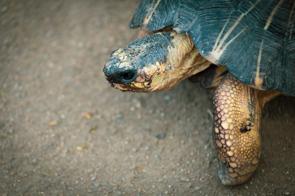San Diego Zoo Big Tortoise | Eugene L Brill