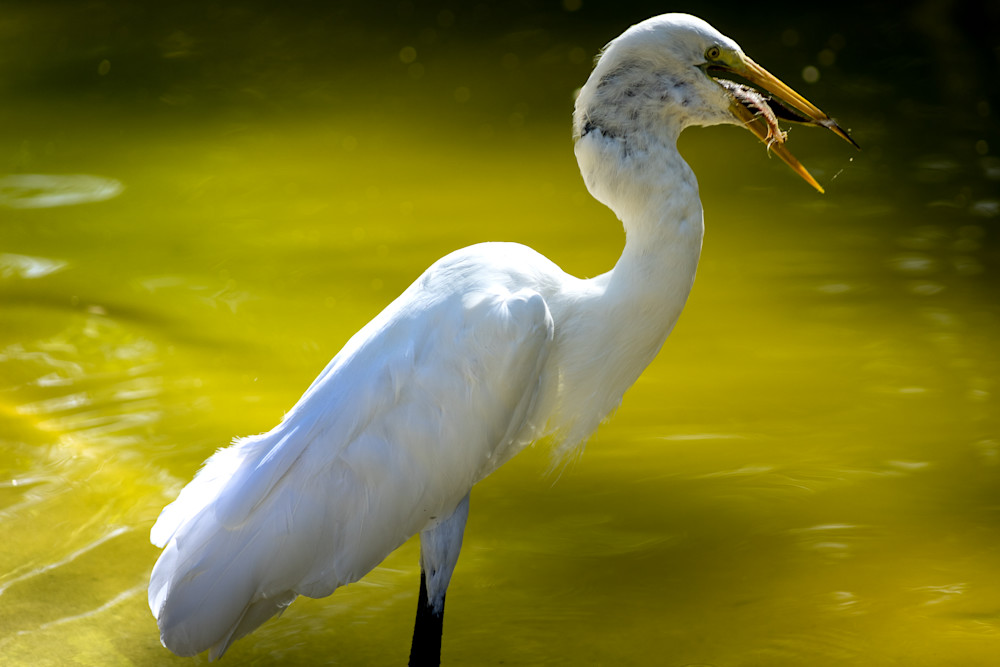 San Diego Zoo Great Egret | Eugene L Brill
