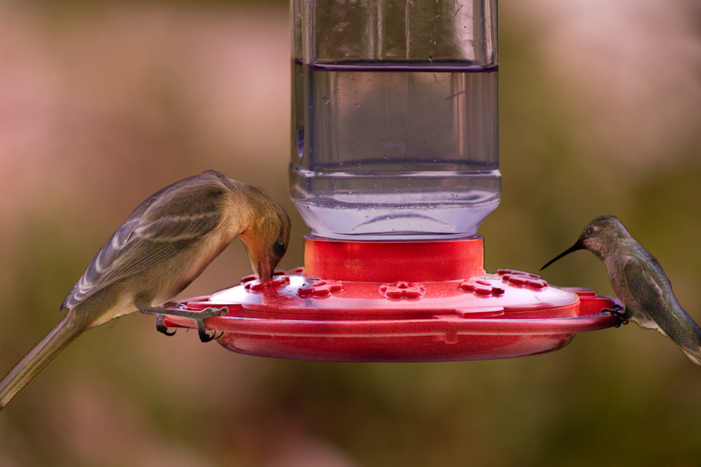 San Diego Zoo Backyard Birds | Eugene L Brill