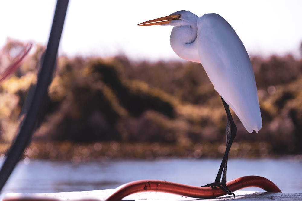 Fishing boats in Louisiana: Great White Egret | Eugene L Brill