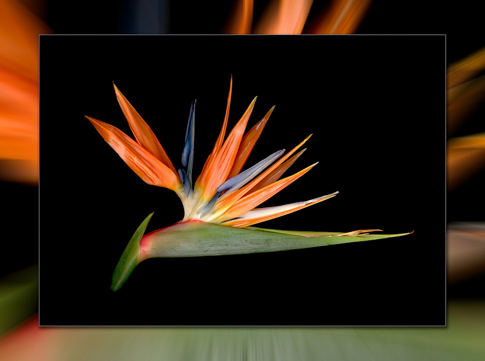 Bird Of Paradise H 3D Photography Art | Whispering Impressions
