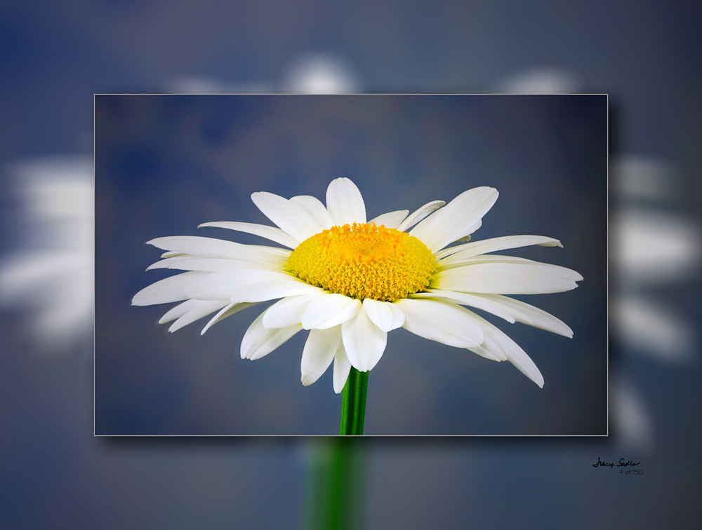 Daisy Blue Bkgrd H 3D  Photography Art | Whispering Impressions