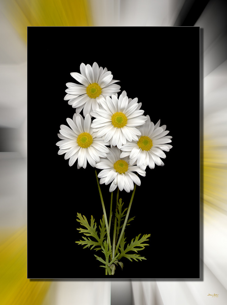 Daisy Bunch 3D Art | Whispering Impressions