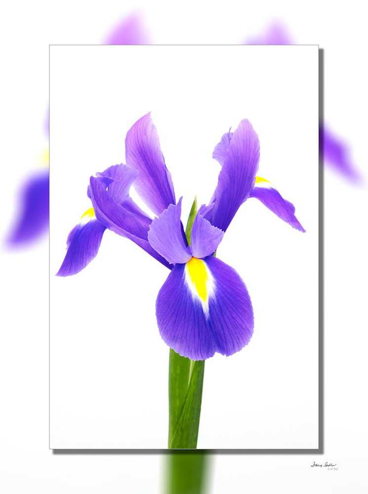 Iris Blue Flag 3D  Art | Whispering Impressions