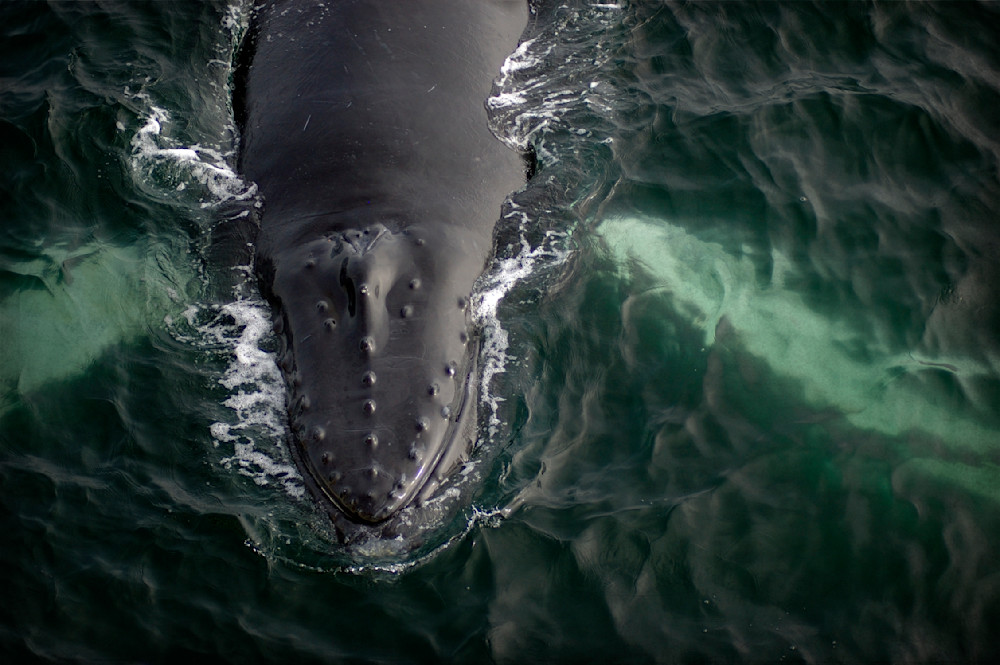 Humpback Whale Photography Art | Dona Tracy - Photographic Illustration 
