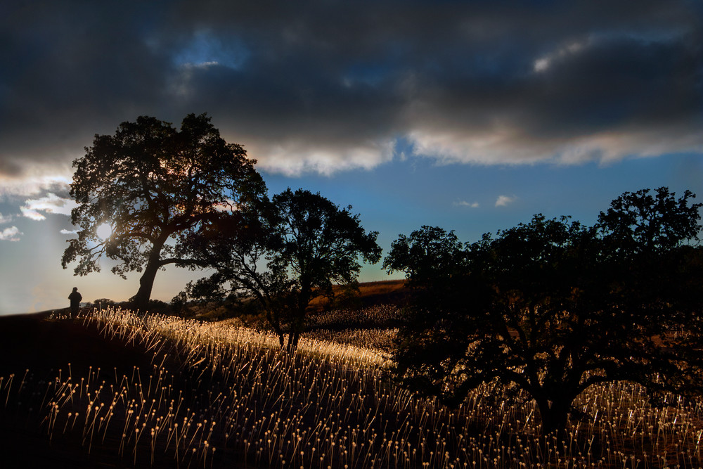Field Of Light Ii   Paso Robles Photography Art | Dona Tracy - Photographic Illustration 