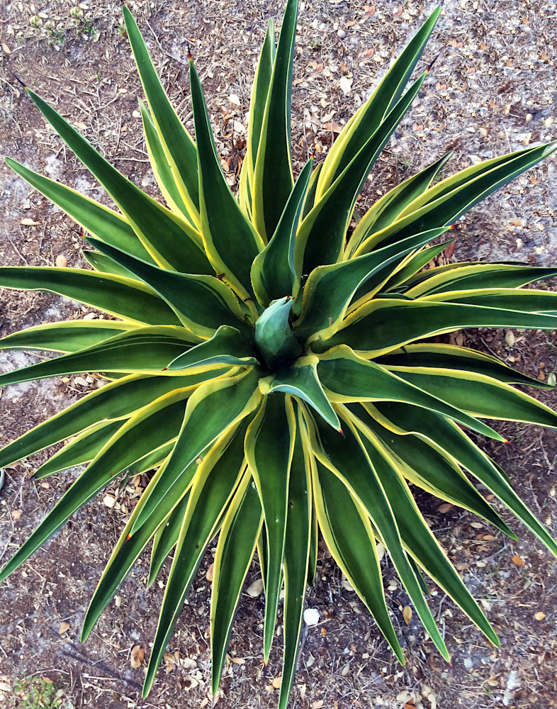 MPhillip-Agave-Cactus