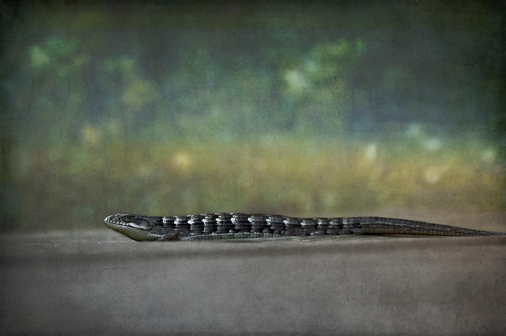Alligator Lizard  Photography Art | Dona Tracy - Photographic Illustration 