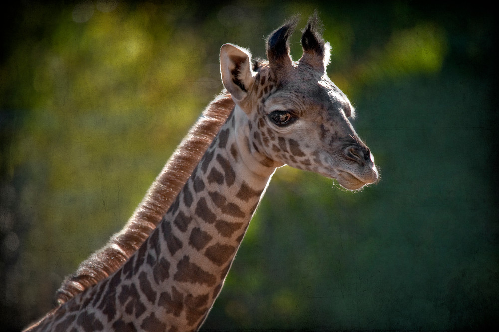 Giraffe Photography Art | Dona Tracy - Photographic Illustration 