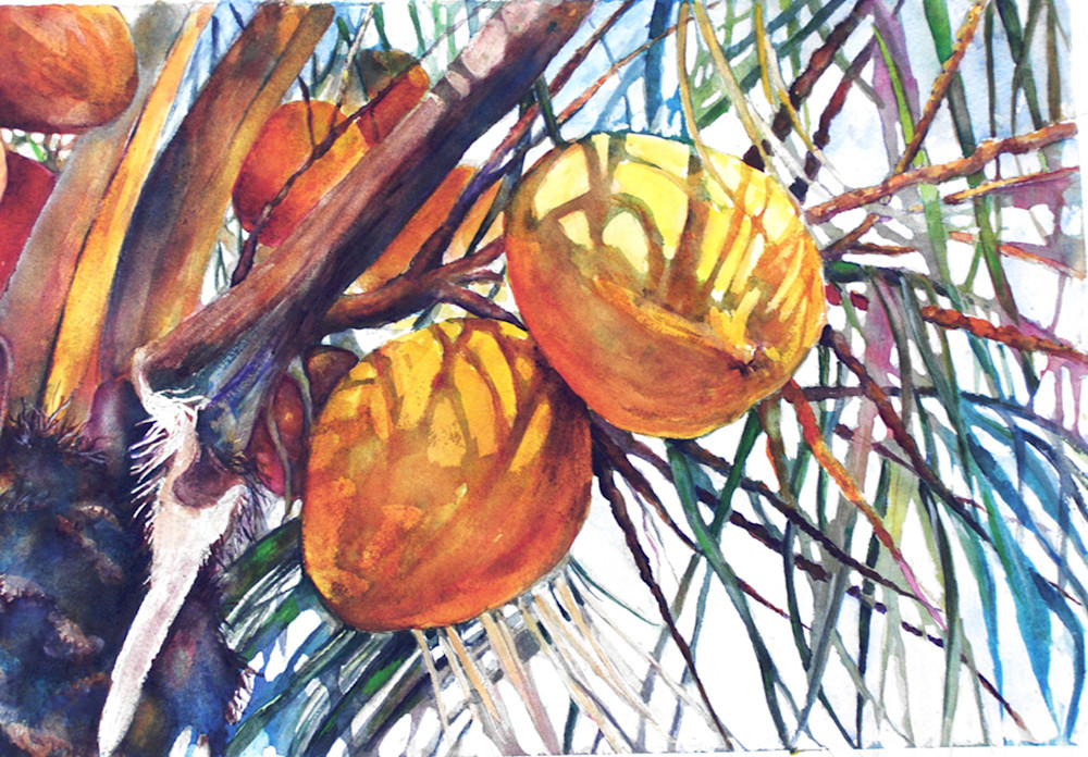 Coconuts On Tree, From an Original Watercolor Painting