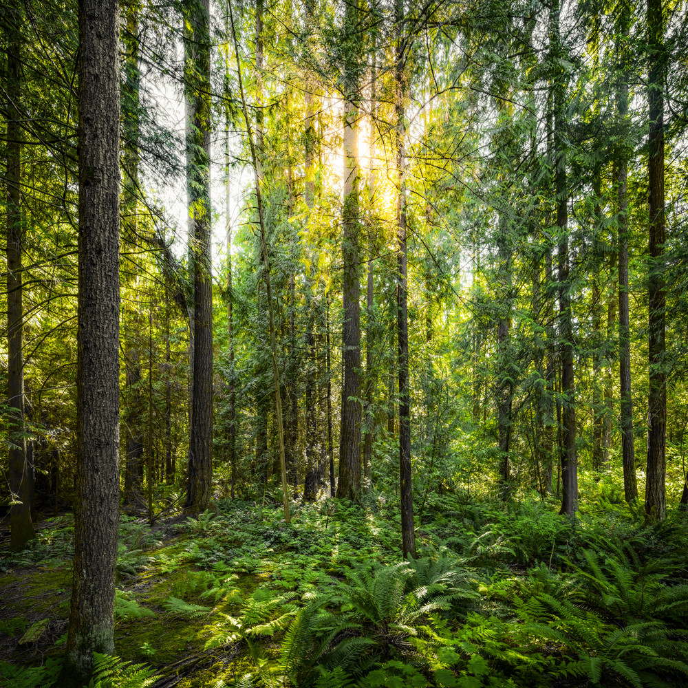 Forest Filtered Sun Art | James Alfred Friesen