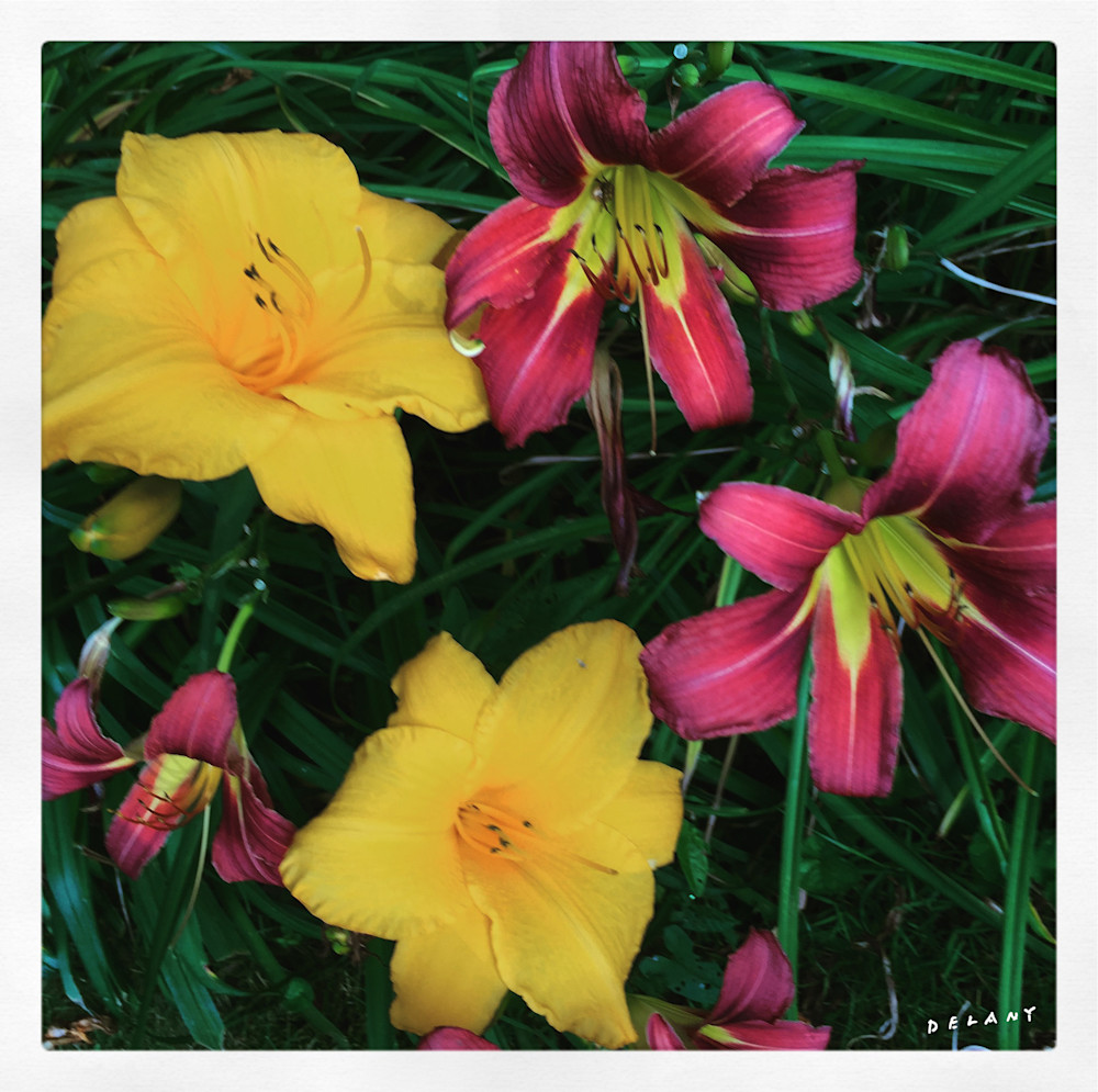 Lilies Mix Instagram Print by George Delany 