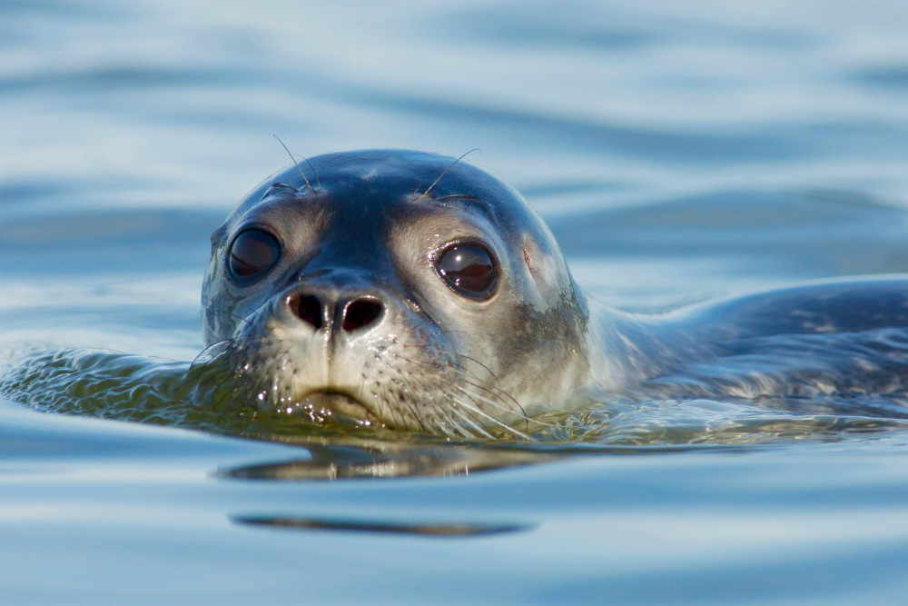 Maine Harbor Seal