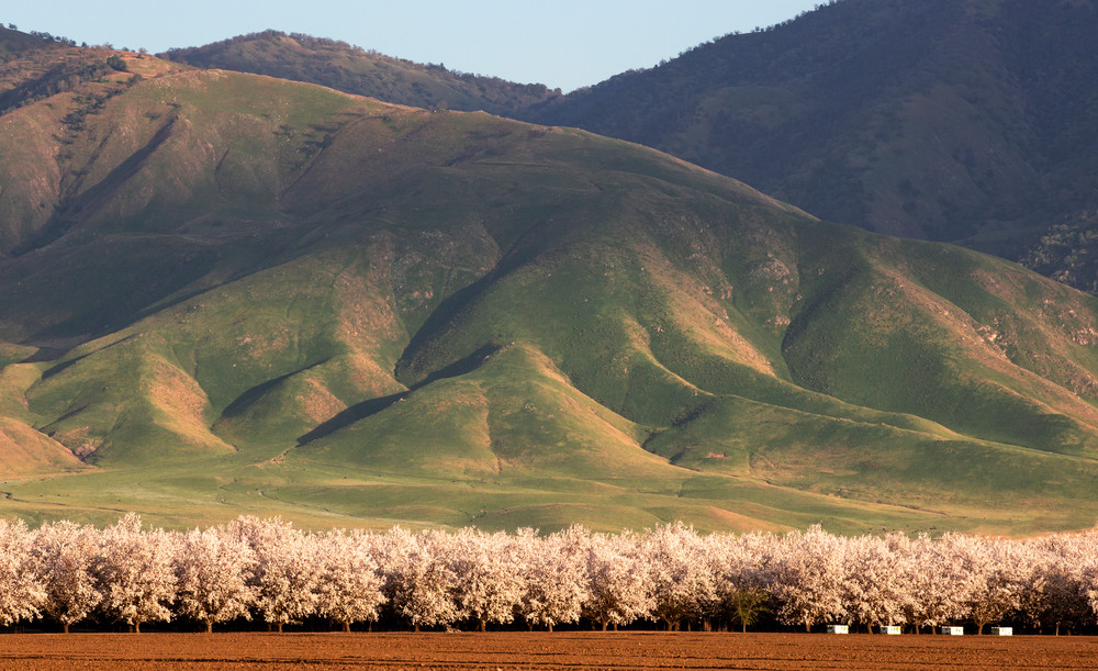 Almond Blossom Valley Photography Art | Josh Kimball Photography