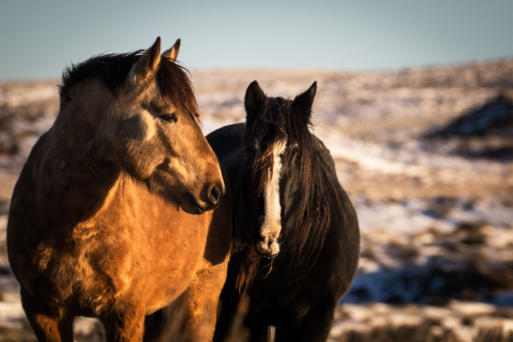 A pair of the McCullough Peak mares at sundown