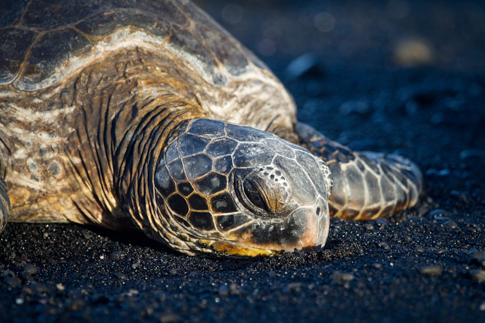 Sea Turtle on Black Sand Beach Honu