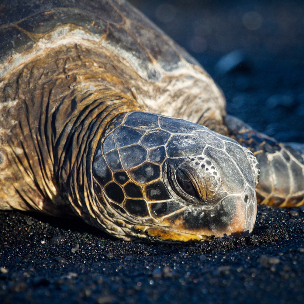 Turtle on Black Sand Beach Square Hawaii Photography