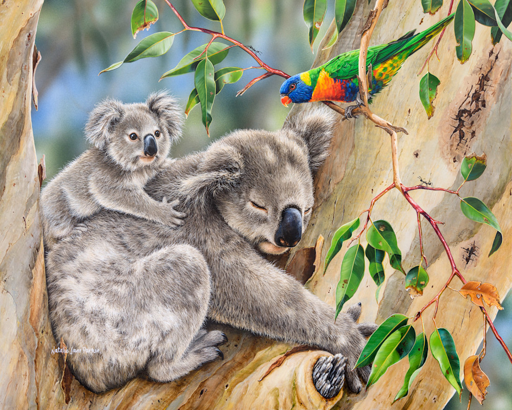 Koala (Phascolarctos cinereus) with her joey and a Rainbow Lorikeets (Trichoglossus moluccanus) Australian Wildlife Art by Natalie Jane Parker