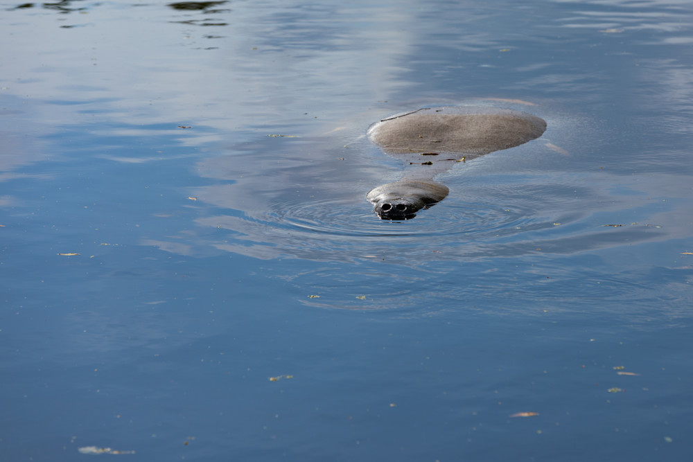 Florida Manatee Photography Art | LightSea Images LLC
