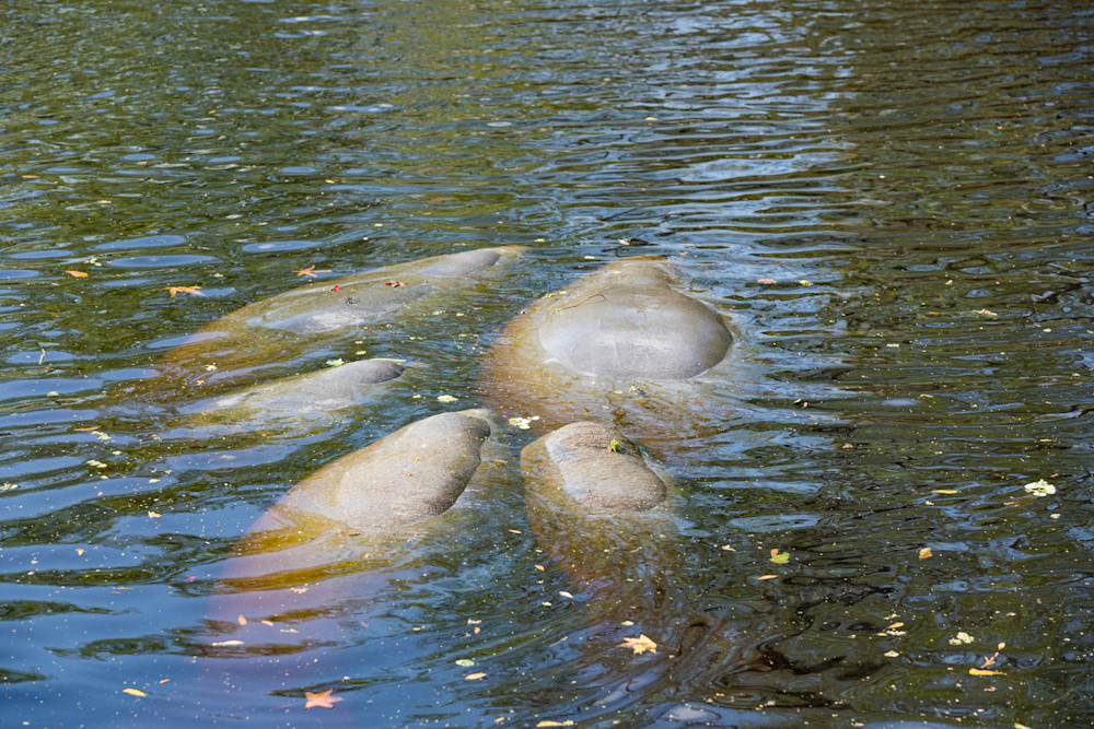 Manatee Meet Up Photography Art | LightSea Images LLC