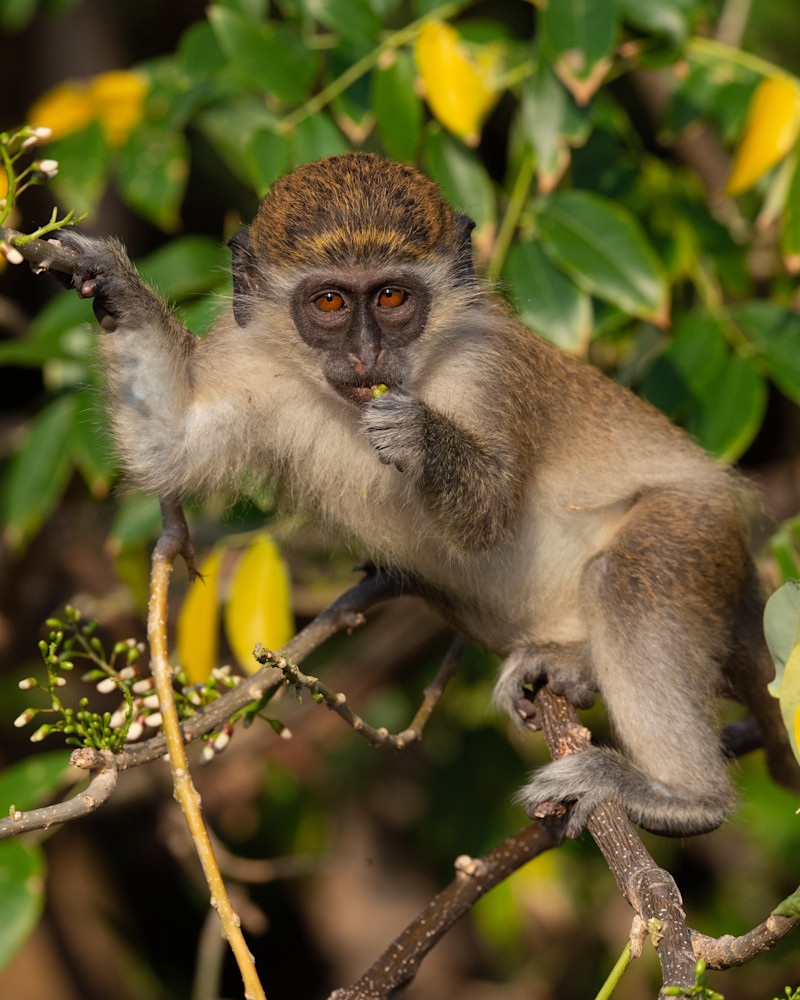 Vervet Monkey Photography Art | Monteux Gallery