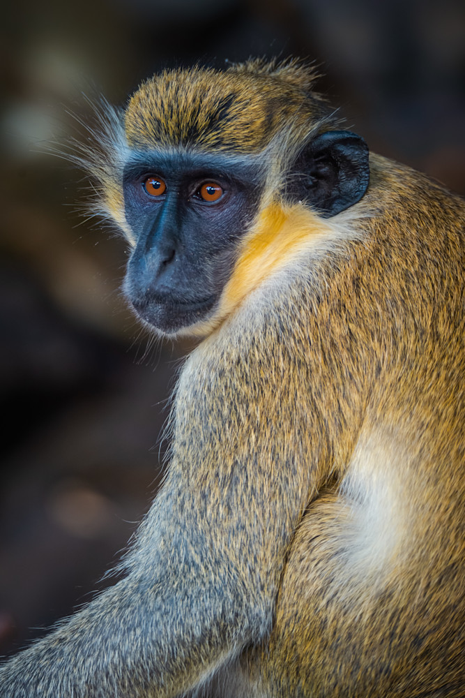Vervet Monkey Portrait Photography Art | Monteux Gallery