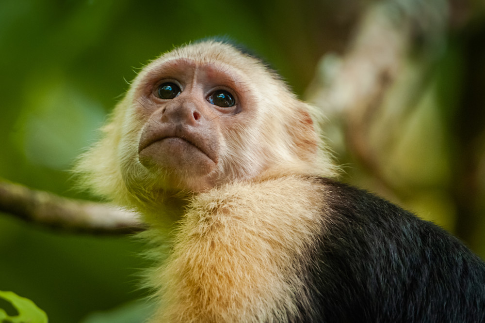 White Faced Capuchin Monkey Photography Art | Monteux Gallery