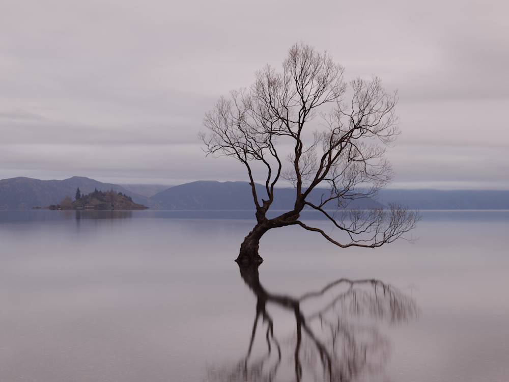 Wanaka tree in soft toned minimalist style with reflection