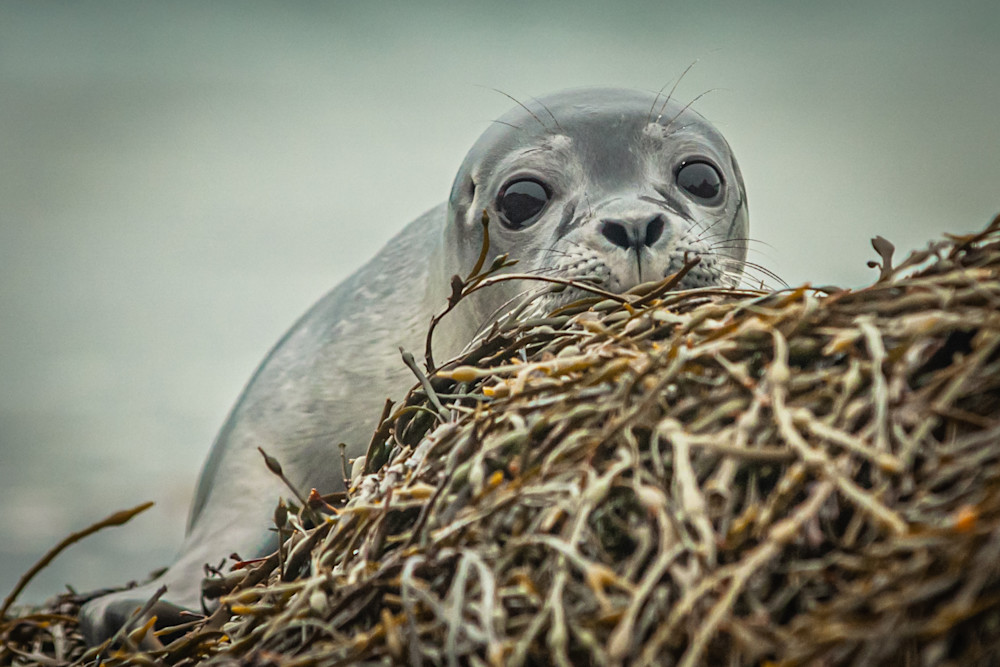 Seal Pup Photography Art | Monteux Gallery