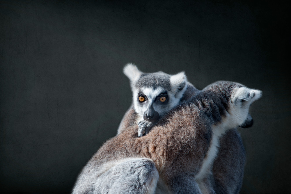 Lemurs  Photography Art | Dona Tracy - Photographic Illustration 