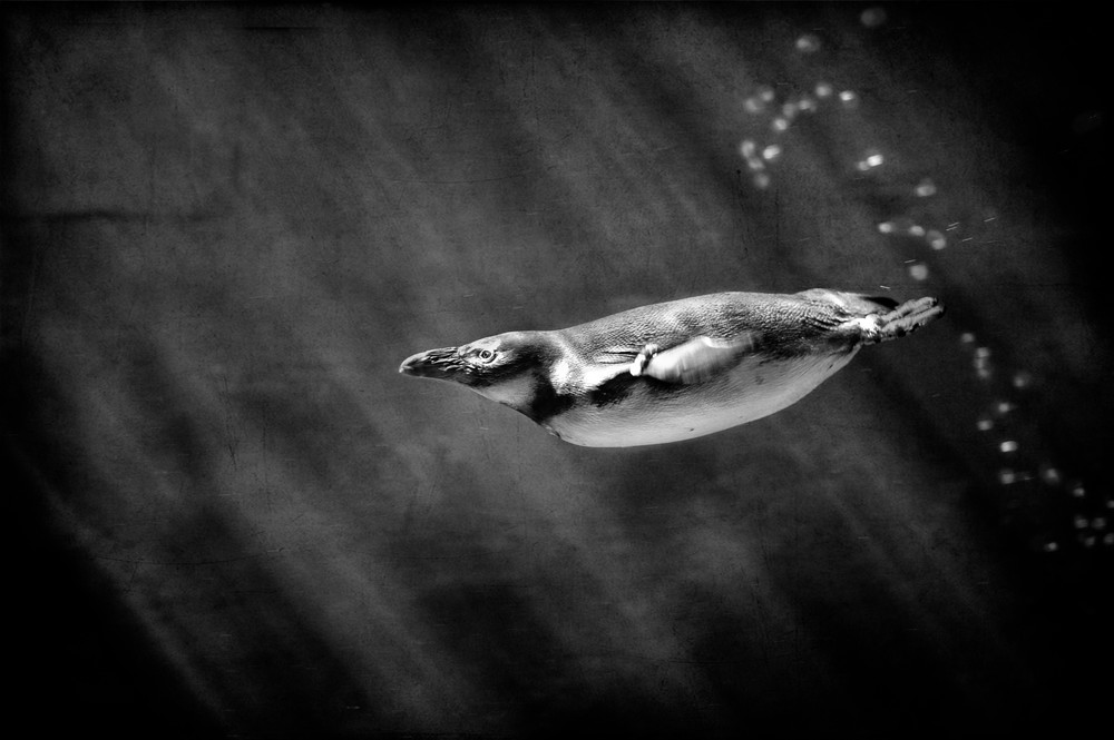 Penguin   Underwater Flight Photography Art | Dona Tracy - Photographic Illustration 
